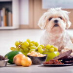 alimentos toxicos para los perros