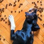 perro comiendo croquetas para perros
