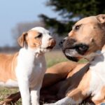 pitbull perro y cachorro