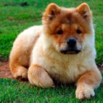 cachorro de raza chow chow