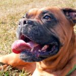 perro bóxer jadeando bajo el sol