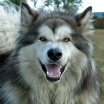 alaskan perro