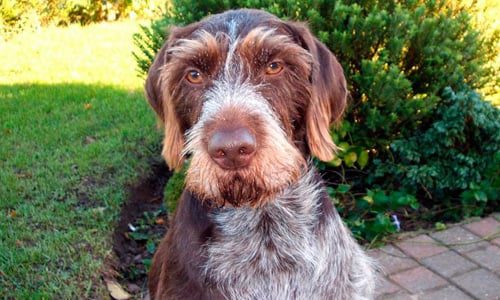 braco alemán de pelo duro