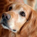 perro golden retriever