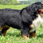 boyero de berna perro