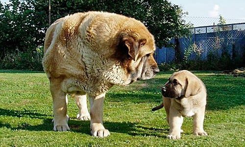 cachorro de mastin español