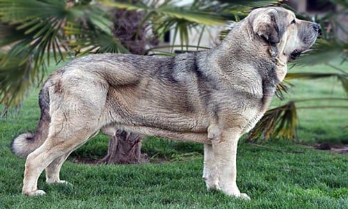 cuerpo del mastín español