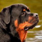 perro de raza rottweiler