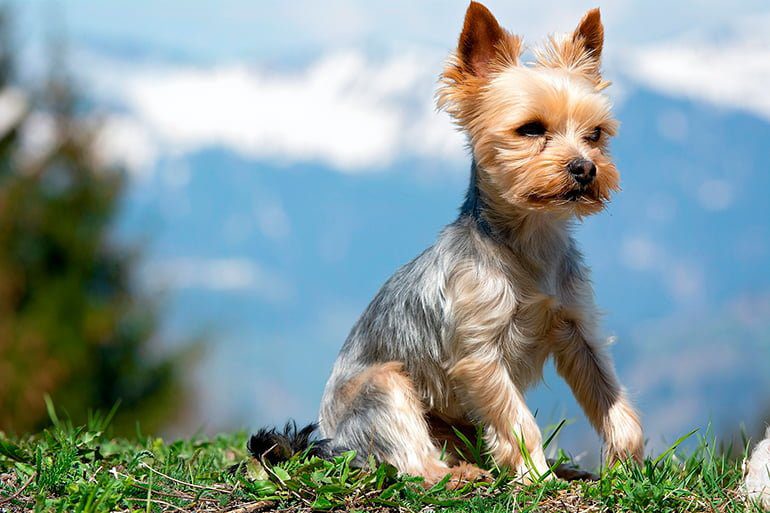 yorkshire-terrier-con-el-pelo-cortado