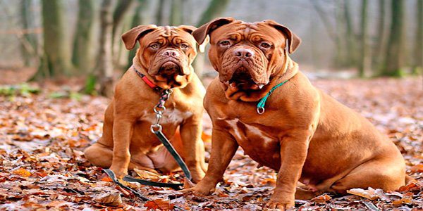 dos dogos de burdeos posando en el bosque