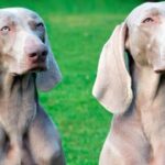 braco de weimar caracteristicas