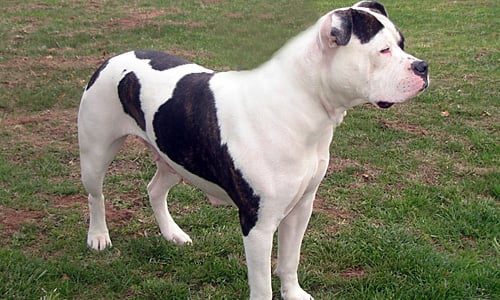 Johnsons pitbull