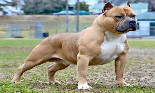 american bully