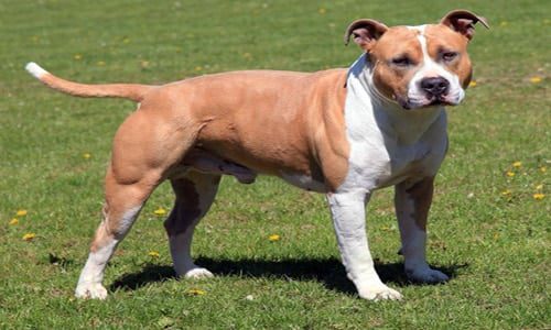 american staffordshire terrier