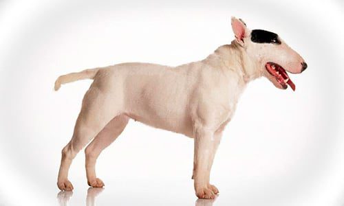 bull terrier