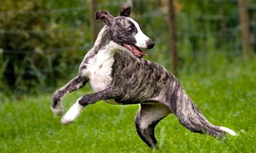 Whippet cazando