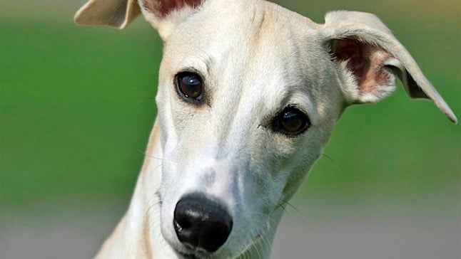 whippet