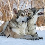 pareja de Perros lobo de Saarloos
