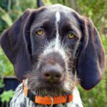 perro mayor con ataxia