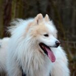 Perro samoyedo despues de hacer deporte