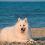 Samoyedo en la playa