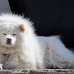 Samoyedo tumbado al sol