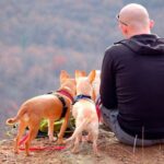 perros haciendo senderimos