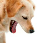 perro con arcada por reflujo