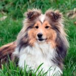 perro pastor pura raza