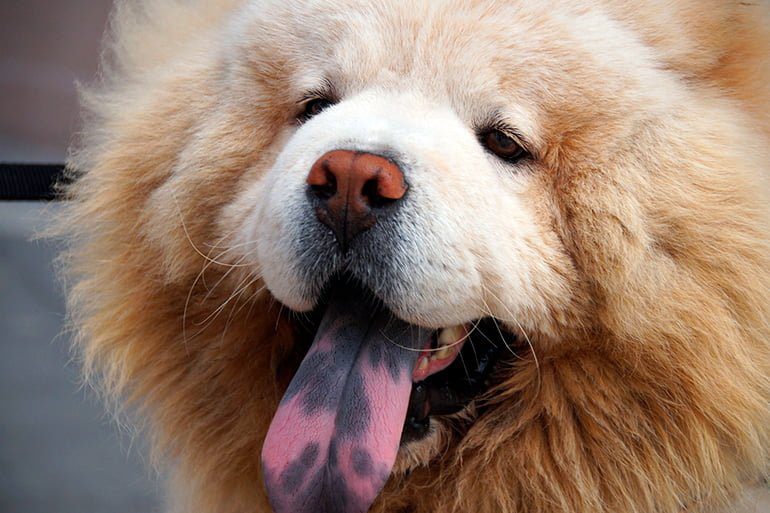 Perro-Chow-Chow-con-la-lengua-azul