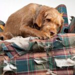 perro mordiendo un sofá