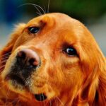 raza de perro grande