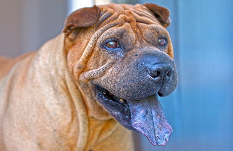 shar-pei-con-la-lengua-azul