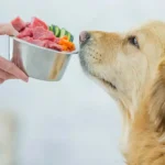 Dieta BARF para perros ¿Buena o Peligrosa?