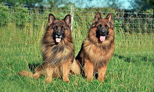 ovejero aleman de pelo largo